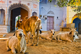 PUSHKAR